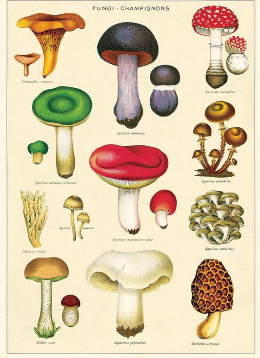 Vintage Poster Mushrooms