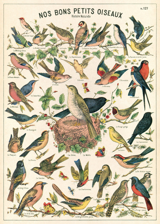 Vintage Poster Vögel 