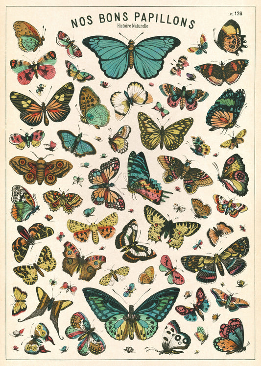 Affiche vintage Papillons 