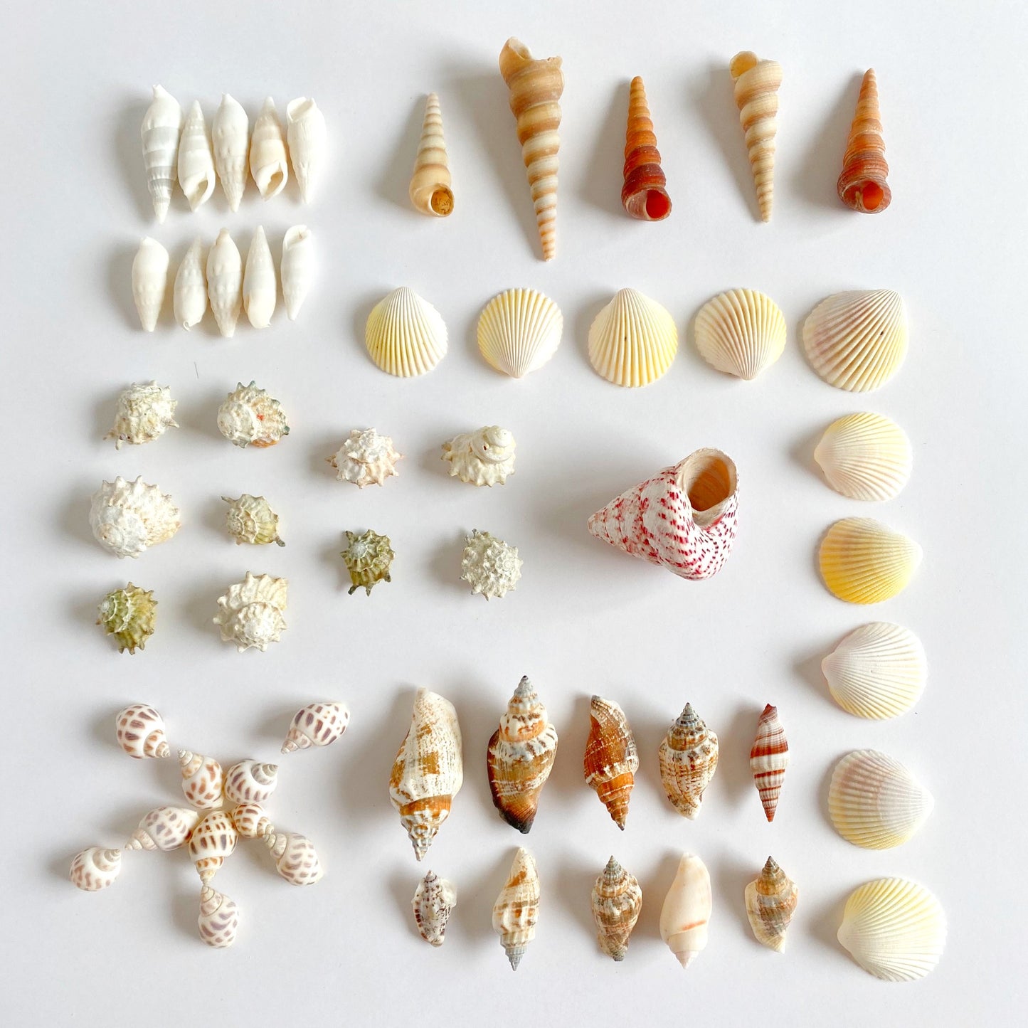 Sea Shells Set