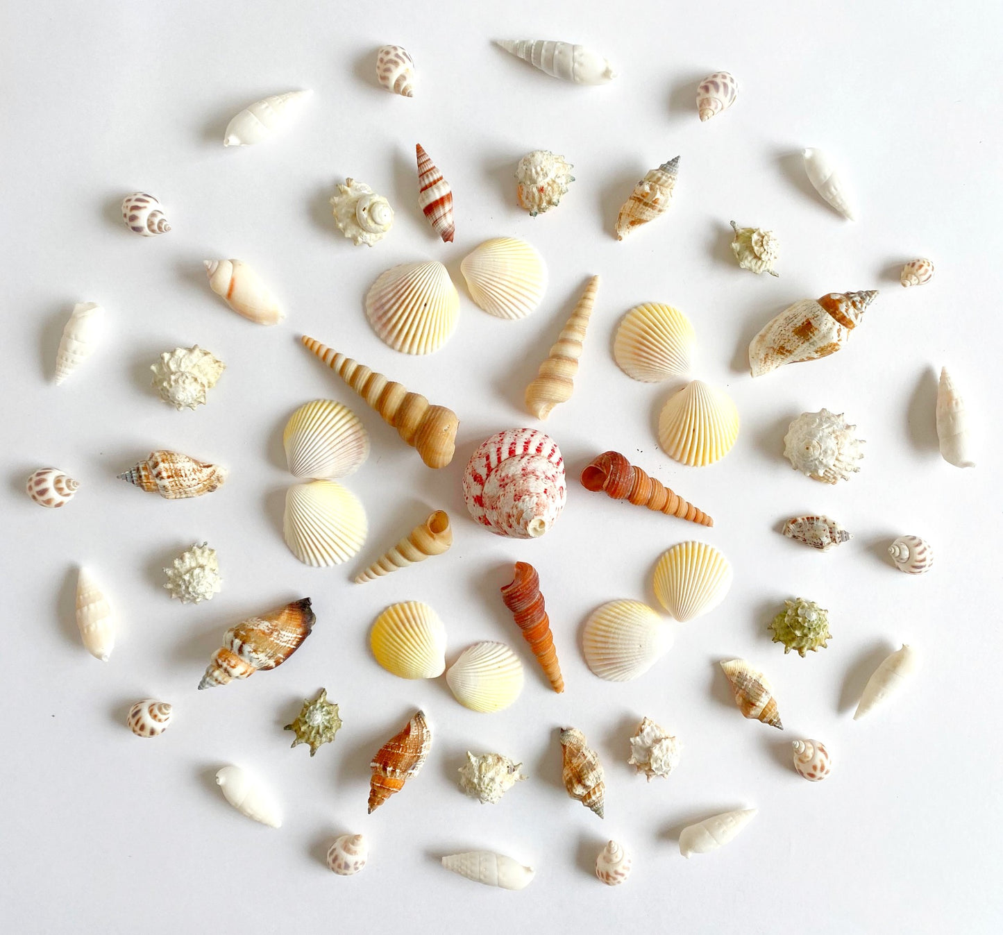 Sea Shells Set