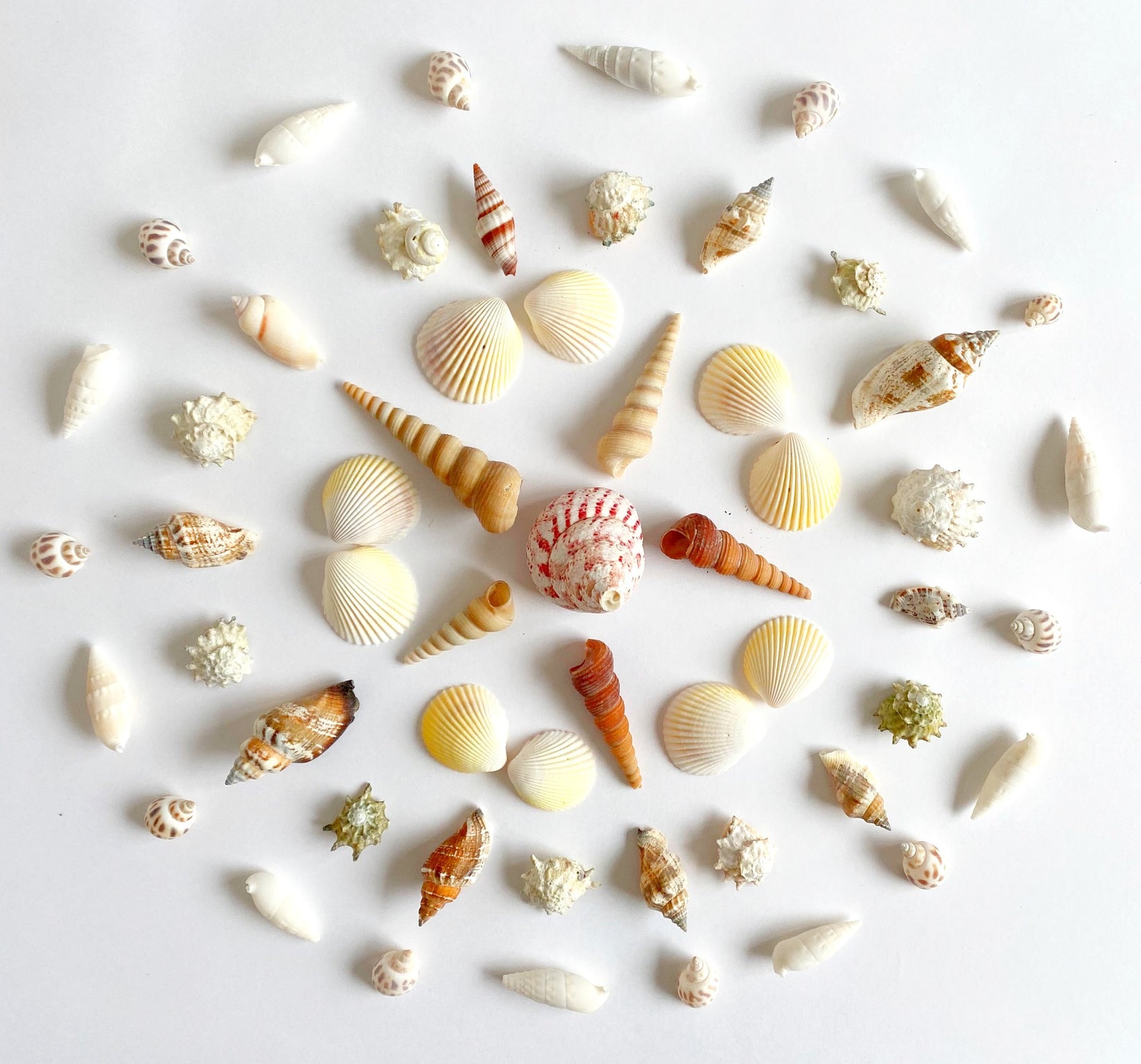 Sea Shells Set – Manine Montessori