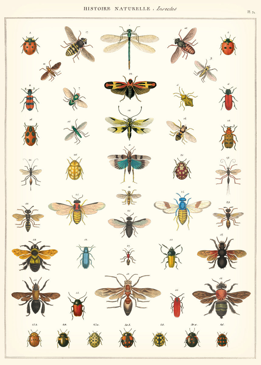 Affiche vintage Insectes 