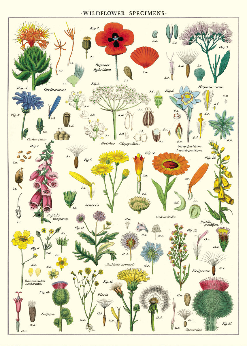Vintage Poster Wilde Blumen 