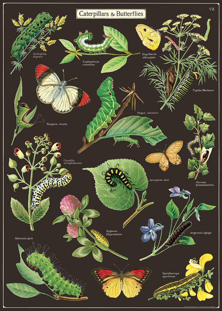 Vintage Poster Caterpillars and Butterflies