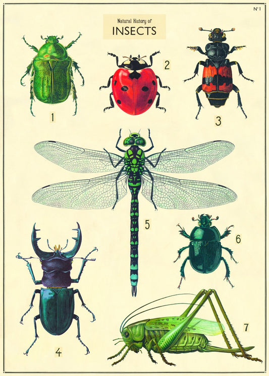 Affiche ancienne Insectes 2 (grande) 