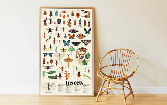 Autocollant Affiche Insectes