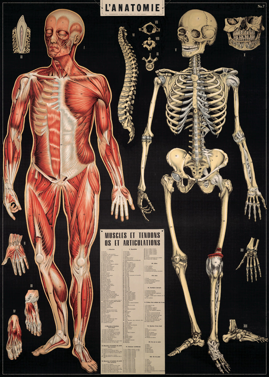 Vintage Poster Anatomie 